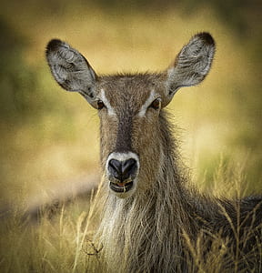 selective focus photography of brown deer on grass field at daytime thumbnail