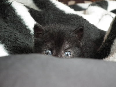 long-coated black kitten hiding thumbnail