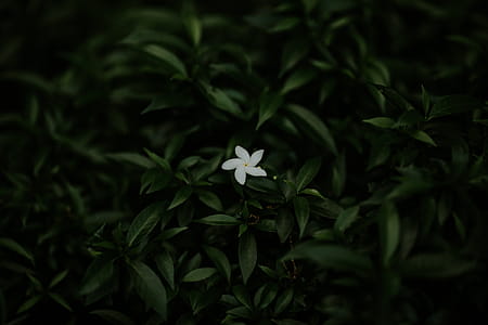 White Flower thumbnail