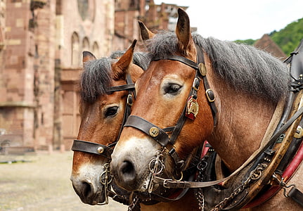 macro shot of two brown horses thumbnail