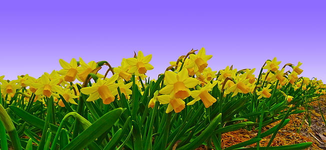 yellow flowers thumbnail