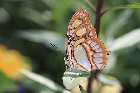 yellow and orange butterfly thumbnail