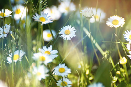 Spring flowers. Daisy flower on green meadow thumbnail