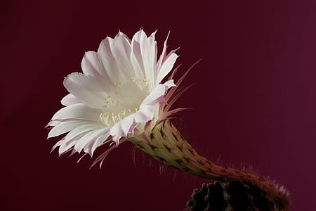 white and pink trumpet petaled flower thumbnail