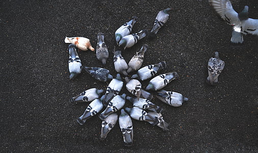 flock of pigeon gathering on grey soil thumbnail