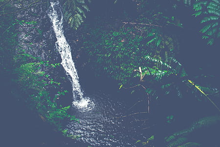 waterfall between of leafed thumbnail
