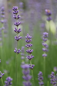 selective focus photography of purple lavender flowers thumbnail