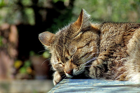 brown cat thumbnail
