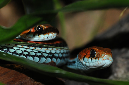 two white-and-brown snakes on green grass field thumbnail