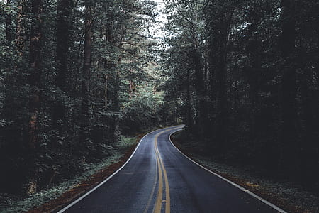 roadway between trees during daytime thumbnail