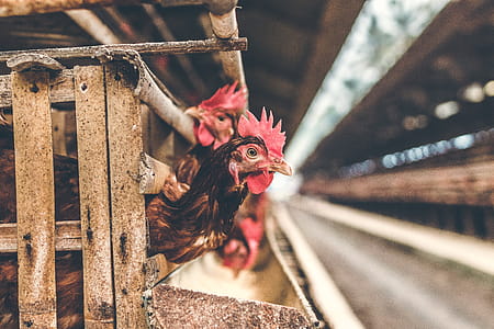 food, wood, building, animal thumbnail