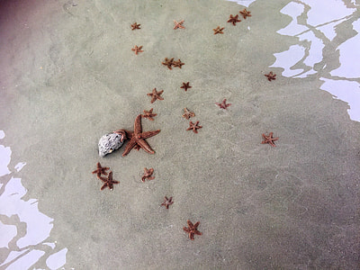 star fish in body of water thumbnail