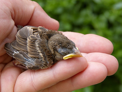 brown chick on human palm thumbnail