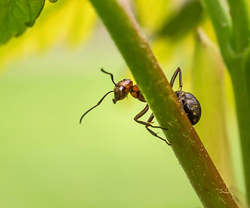 black and brown ant on green plant branch thumbnail
