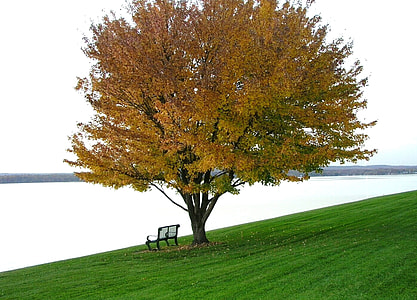 landscape photography of brown leaf tree thumbnail