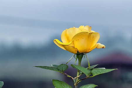 yellow rose thumbnail