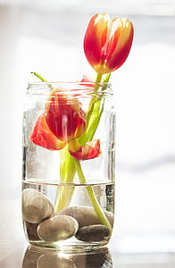 red petaled flowers in clear glass vase thumbnail