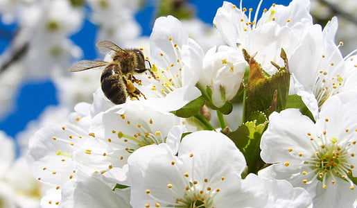 honey bee on white flowers thumbnail