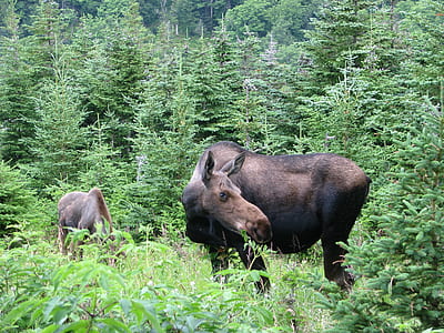 brown horse near trees thumbnail