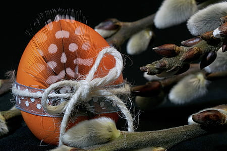 orange, gray, and brown eastern egg with peacock feather display thumbnail