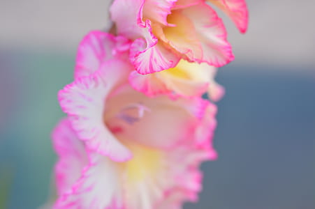 nature, flowers, petals, blur thumbnail