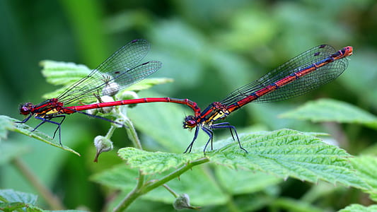 two red dragonflies on top of green leaf during daytime thumbnail