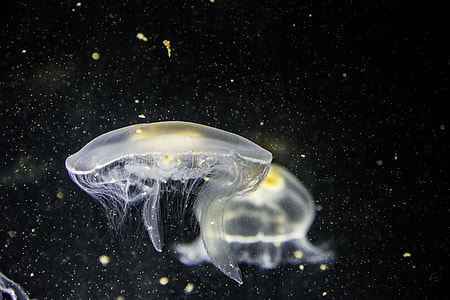 macro shot of jellyfish thumbnail