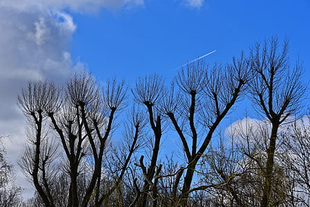 black bare trees over blue and cloudy sky at daytime thumbnail