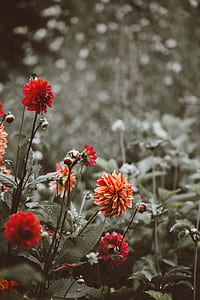 closeup and selective color photography of flowers thumbnail