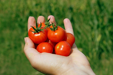 selective focus photography of left person's hand with bunch of tomatoes thumbnail