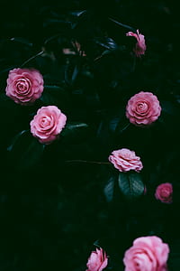 pink petaled flower thumbnail