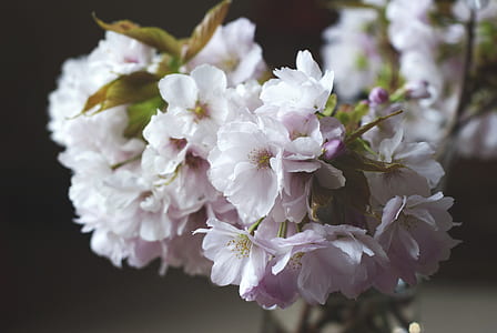 white-and-purple petaled flowers thumbnail