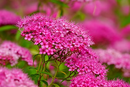selective focus photo of pink pentas flowers thumbnail