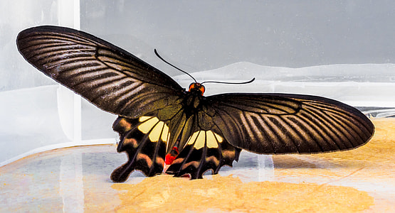 Butterfly, Insect thumbnail