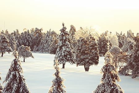 green trees covered with snow at daytime thumbnail