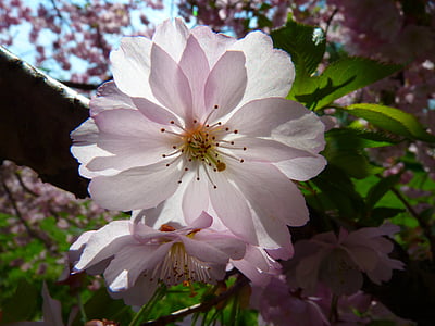 white and pink petaled flower thumbnail
