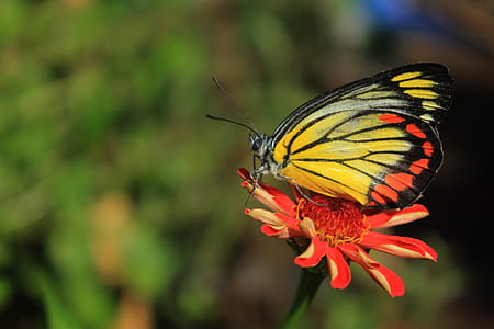 yellow and black butterfly perched on red daisy flower selective focus photography thumbnail