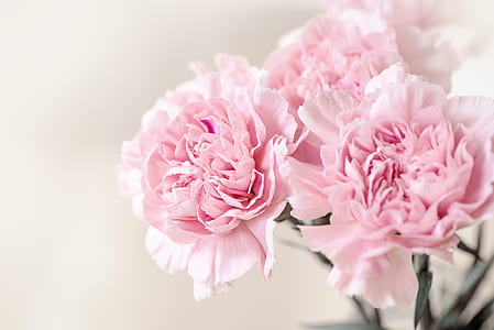 selective focus photography of pink petaled flowers thumbnail