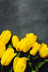 Colorful flowers on grey background with copy space thumbnail