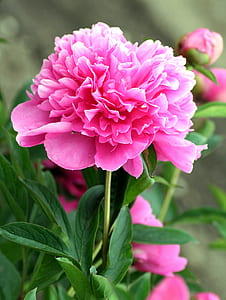 pink hydrangeas thumbnail