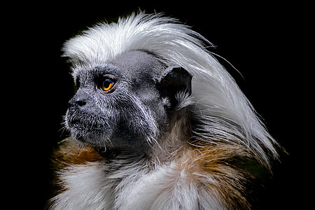 shallow focus photography of white monkey thumbnail