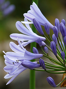 Agapanthus, Jewelry Lilies Greenhouse thumbnail