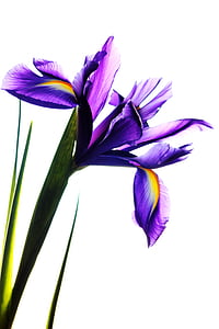 purple petaled flowers with white background thumbnail
