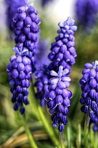 purple petaled flowers selective photography thumbnail
