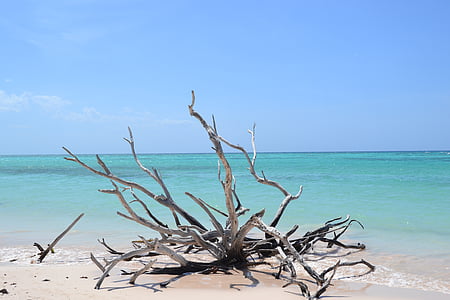 driftwood on seashore under calming sky thumbnail