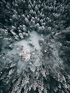 birds eye view of snow covered forest thumbnail