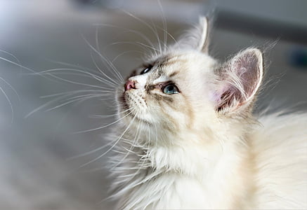 medium-coat white cat thumbnail