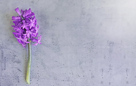 purple Hyacinth flower on floor thumbnail