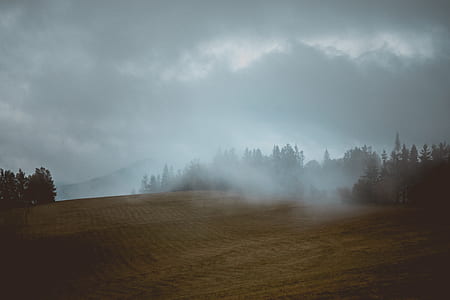 foggy forest under gray sky thumbnail