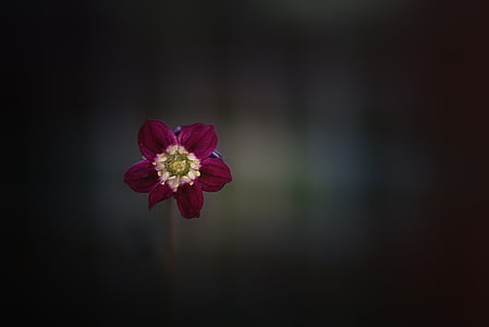 vignette photography of red petaled flower thumbnail